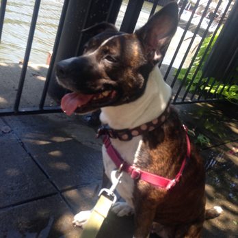 Your Pup's Pal - Dog Walkers Near Me