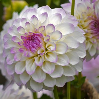 Swan Island Dahlias - Spectacular variety - apparently all of these are dahlias. - Nurseries & Gardening Near Me - Canby, Oregon