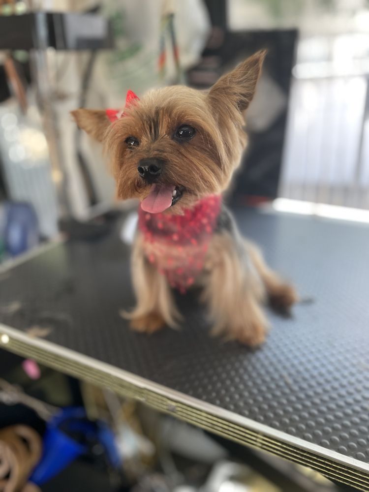 SEBASTIAN’S PET GROOMING Updated August 2024 23 Photos Fontana