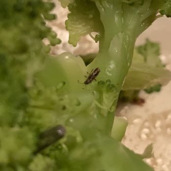 Texas Roadhouse - Bug on Broccoli - Barbeque Near Me - Cranston, Rhode Island Texas Roadhouse - Bug on Broccoli - Barbeque Near Me - Cranston, Rhode Island