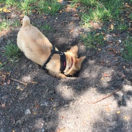 Rigby digs a hole in the park Rigby digs a hole in the park