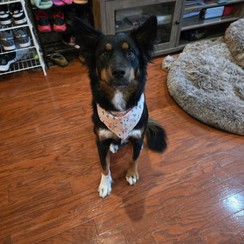 U Dirty Dawg - My Lexi - Pet Training Near Me - Greenwood, Indiana U Dirty Dawg - My Lexi - Pet Training Near Me - Greenwood, Indiana