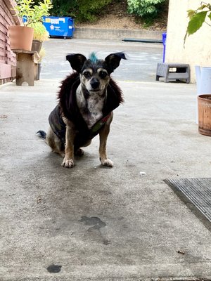 Revival Coffee by null