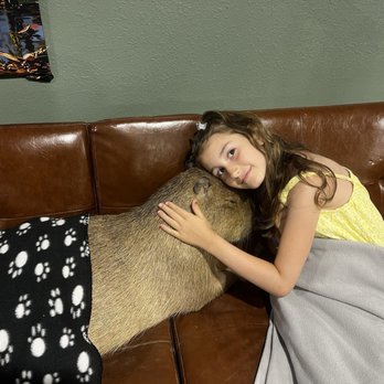 Capybara Cafe - Hugs for a capy - Themed Cafes Near Me - St. Petersburg, Florida Capybara Cafe - Hugs for a capy - Themed Cafes Near Me - St. Petersburg, Florida