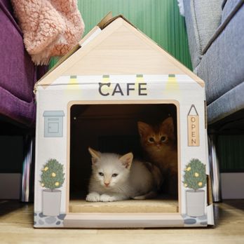 Itty Bitty Kitty Cafe - Community Service/Non-Profit Near Me - San Jose, California