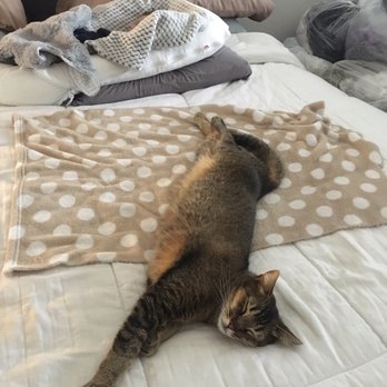 TrueCare for pets - His broken leg (right leg) mended naturally, it's a little crooked, but atleast he has it, and I saved my $8k - Veterinarians Near Me - Studio City, California