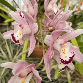 Shelldance Orchid Gardens - Cymbidium - Nurseries & Gardening Near Me - Pacifica, California