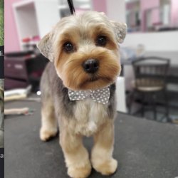 Alessandro Pet Spa