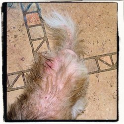 Horne Tommy R Jr DVM - After a short stay at Horne's