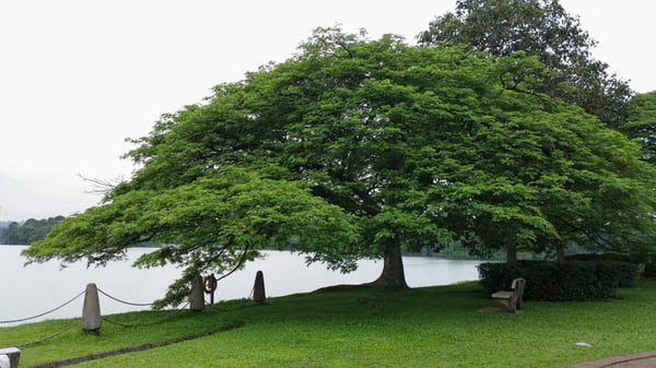 Lower Peirce Reservoir Park by null