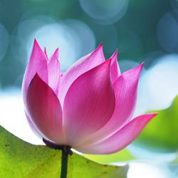 Wild Lotus Health - Pink Lotus