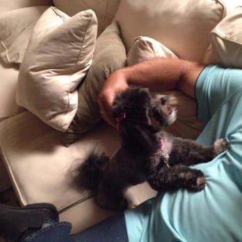 The Darling Dog Pet Salon - Pet Sitting Near Me - Allen, Texas The Darling Dog Pet Salon - Pet Sitting Near Me - Allen, Texas
