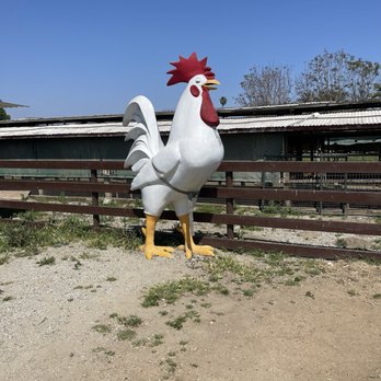 Maust's California Poultry - Farms Near Me - Chino, California Maust's California Poultry - Farms Near Me - Chino, California