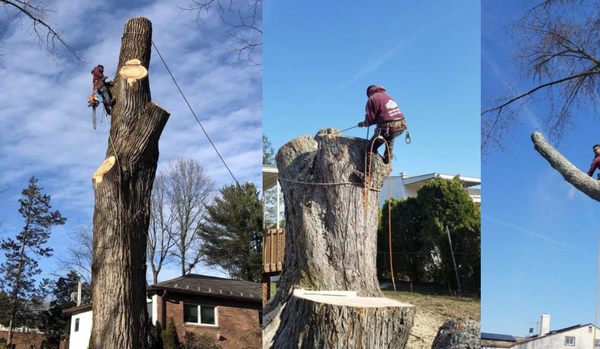Tree Services - Benjamin Tree Service is a locally owned and operated company in Indianapolis that values integrity and treats your home as if it were our own. We offer a variety of tree, shrub and yard services that are customizable to each individual project. Fueled by our commitment to excellence we go the extra mile to make sure clients are completely satisfied with our work. Call us today to schedule a consultation! Tree Services - Benjamin Tree Service is a locally owned and operated company in Indianapolis that values integrity and treats your home as if it were our own. We offer a variety of tree, shrub and yard services that are customizable to each individual project. Fueled by our commitment to excellence we go the extra mile to make sure clients are completely satisfied with our work. Call us today to schedule a consultation!