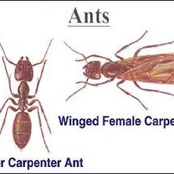 Humphreys Pest Control - Pest Control and Extermination