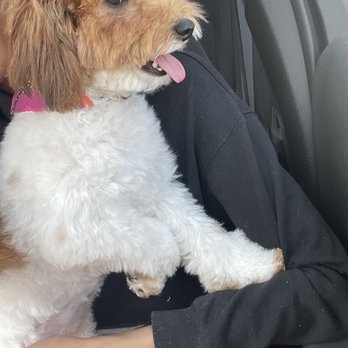 Happy Grooming - Pet Groomers Near Me - Arlington, Virginia Happy Grooming - Pet Groomers Near Me - Arlington, Virginia