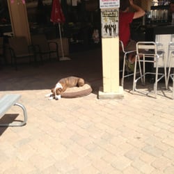 Altitude O2 Oxygen Bar - Picture of the sales persons sweet puppy taking a nap while folks get a little O2.