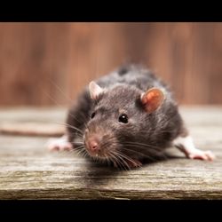 G-Squad Pest Control - Rat Control