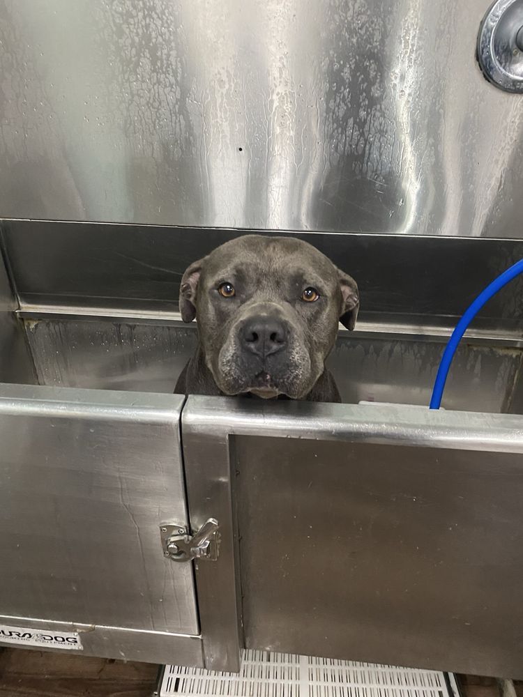 Southshore Pet Grooming Image