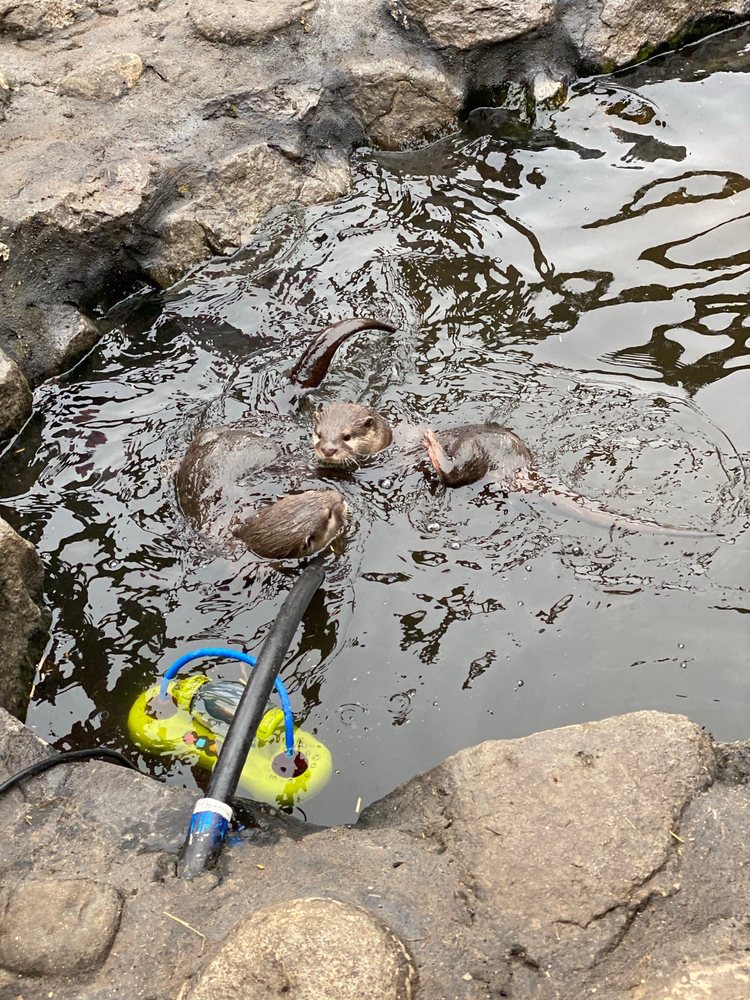 DEBBIE DOLITTLE’S PETTING ZOO Updated April 2024 322 Photos & 174