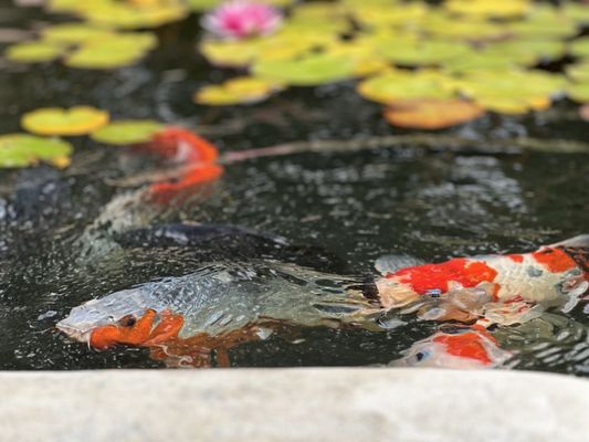 Mission San Juan Capistrano by null