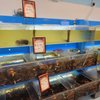 Pacific Seafood Market gift card
