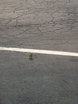 Bruster's Real Ice Cream by null