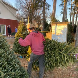 Church's Farm - Prepping the tree for the drive