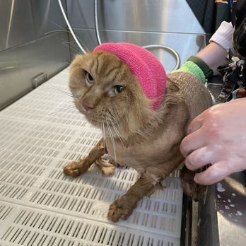 PurrSnips - Pet Groomers Near Me - Indianapolis, Indiana