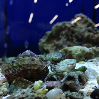 Bird Dog & Cat Fish - Crabs~ - Pet Stores Near Me - Spring Branch, Texas Bird Dog & Cat Fish - Crabs~ - Pet Stores Near Me - Spring Branch, Texas