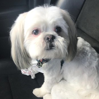 Angel Paws Pet Grooming - Pet Groomers Near Me - Sunrise, Florida
