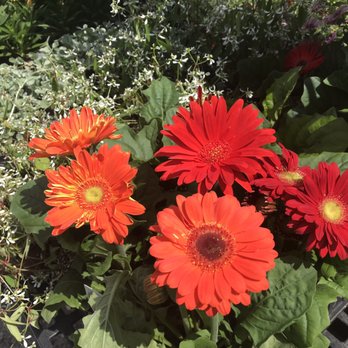 Dauster's Greenhouse - Annuals - Nurseries & Gardening Near Me - Saint Louis, Missouri