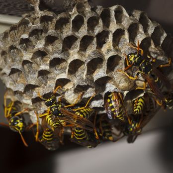 Pony Express Pest Control - Don't face these alone!! - Pest Control Near Me Pony Express Pest Control - Don't face these alone!! - Pest Control Near Me