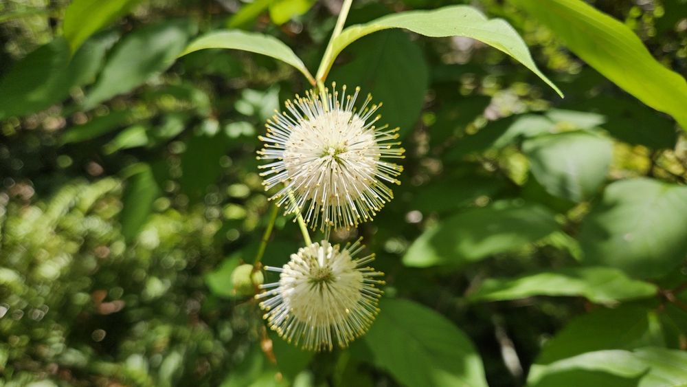 Largo Central Park Nature Preserve Image