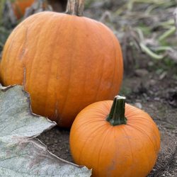 Fat Turnip Farms - Fresh pumpkins