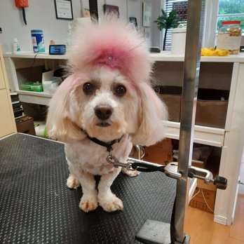 Grooming Tails - Sparky is sparkling with her cotton candy poof - Pet Groomers Near Me - Mamaroneck, New York Grooming Tails - Sparky is sparkling with her cotton candy poof - Pet Groomers Near Me - Mamaroneck, New York
