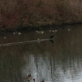 Great Blue Heron Nature Reserve - From one of the blinds - Parks Near Me - Chilliwack, British Columbia