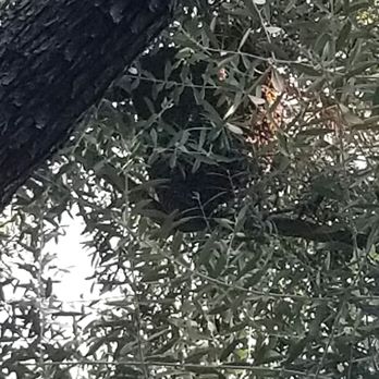 Busy Bee Removal - Large bee hive at top of olive tree - Pest Control Near Me - Burbank, California