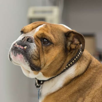 Steveston Veterinary Hospital - Veterinarians Near Me - Richmond, British Columbia Steveston Veterinary Hospital - Veterinarians Near Me - Richmond, British Columbia