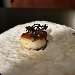 Sun Moon Studio - Scallop