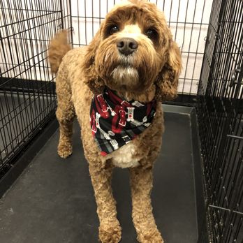 Spoiled Petz Grooming - Pet Groomers Near Me - Reno, Nevada Spoiled Petz Grooming - Pet Groomers Near Me - Reno, Nevada