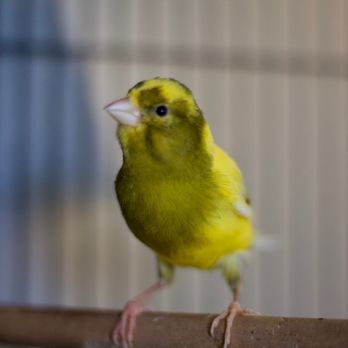 Exotic Pet Center - Canary - Pet Stores Near Me - Sarasota, Florida Exotic Pet Center - Canary - Pet Stores Near Me - Sarasota, Florida