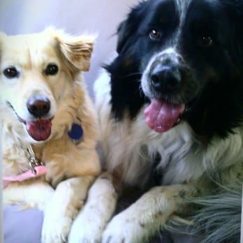 Pets Eternal Rest - Otis with his little sister Isis. RIP Otis Desmond 2007-2014 - Veterinarians Near Me - Walnut Creek, California Pets Eternal Rest - Otis with his little sister Isis. RIP Otis Desmond 2007-2014 - Veterinarians Near Me - Walnut Creek, California
