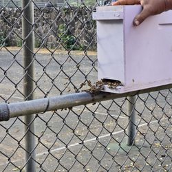 Honey Bee Rescue - The march of the bees into the box (so cool!)