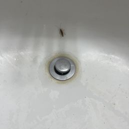3rd party exterminator told me they were likely coming in from the water line. 3rd party exterminator told me they were likely coming in from the water line.