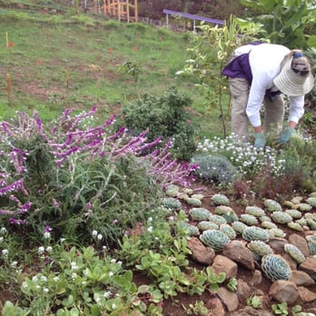 Ali'i Kula Lavender - Ali'i gardener - Tours Near Me - Kula, Hawaii Ali'i Kula Lavender - Ali'i gardener - Tours Near Me - Kula, Hawaii