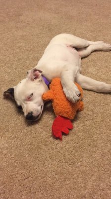 Lifeline Puppy Rescue by null