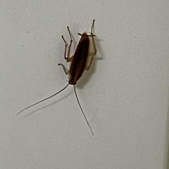 Days Inn by Wyndham Miami - Cockroach in the bathroom. - Hotels Near Me - Miami, Oklahoma Days Inn by Wyndham Miami - Cockroach in the bathroom. - Hotels Near Me - Miami, Oklahoma