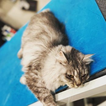 Grooming by Lacy - Pet Groomers Near Me - Wake Forest, North Carolina