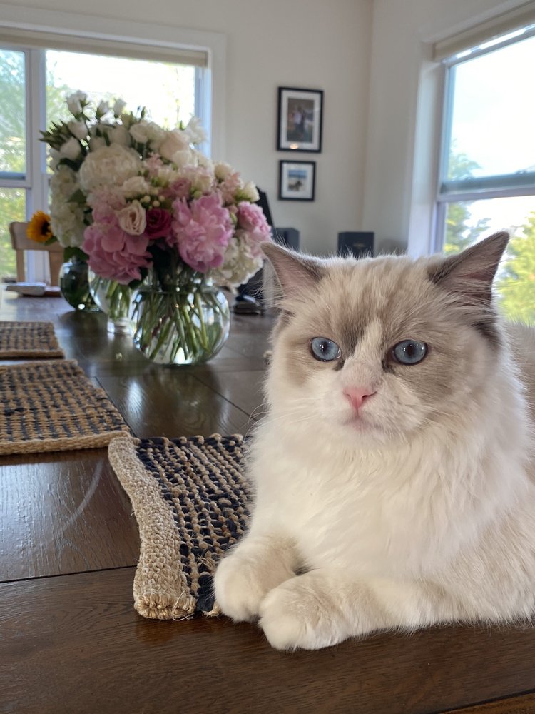 FLOWERS BY RORI Updated April 2024 17 Reviews 2 Midland St